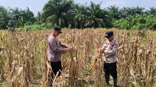 Polsek Rimba melintang ubah lahan 2 hektare jadi kebun jagung.(foto: afrizal/halloriau.com)