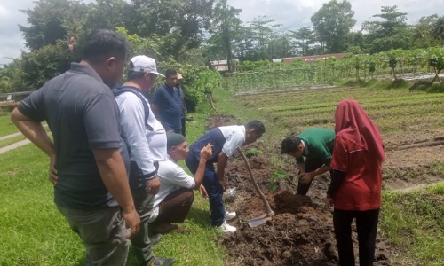 Kelompok Tani Awal Mandiri Lubuk Dalam Siak sukses dalam budidaya pepaya didukung RAPP.(foto: diana/halloriau.com)