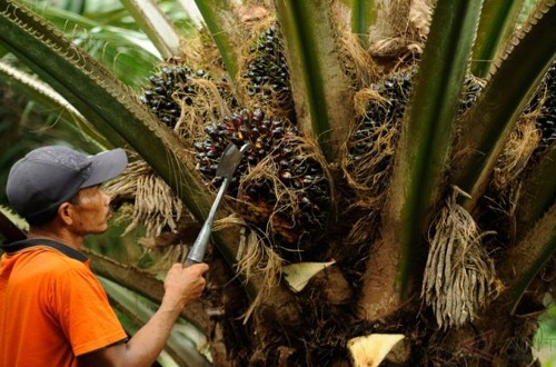 Harga TBS sawit mitra plasma di Riau pekan ini.(ilustrasi/int)