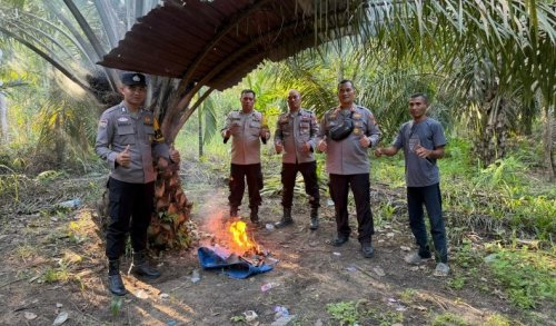 Polisi bakar tenda biru yang jadi sarang sabu di tengah kebun sawit di Pujud, Rohil.(foto: int)