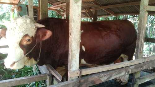 Sapi kurban bantuan Presiden Republik Indonesia, Prabowo Subianto untuk Provinsi Riau. (Foto: Sri Wahyuni)