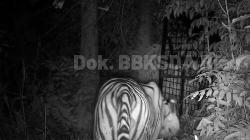 Harimau terpantau mendekati box trap namun belum masuk ke dalam.  (Foto: Tribun Pekanbaru/BBKSDA)