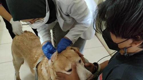 Kasus rabies di Provinsi Riau terus menjadi perhatian. Hingga 21 Agustus 2025, tercatat sudah 10 kasus positif rabies yang tersebar di empat kabupaten/kota di Riau. (Foto: Tribun Pekanbaru)