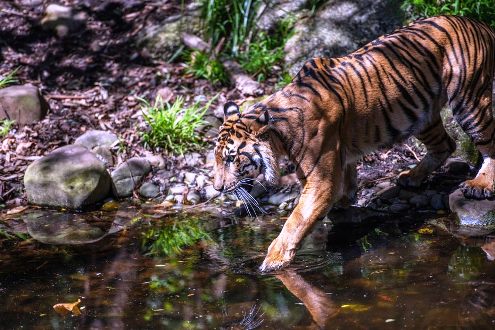 Harimau Sumatera muncul di pemukiman warga di Inhil.(ilustrasi/int)