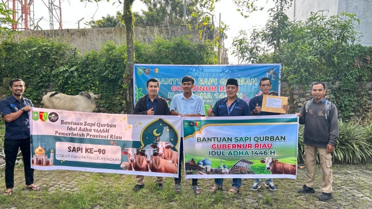 131 ekor sapi kurban bantuan Pemprov Riau disalurkan merata ke kabupaten/kota (foto/Yuni)
