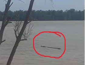 Penampakan buaya di Sungai Rokan, Kabupaten Rokan Hilir (foto/int)