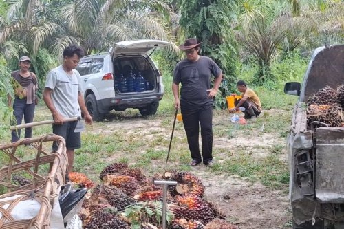 Ilustrasi harga TBS Swadaya Riau anjlok (foto/int)