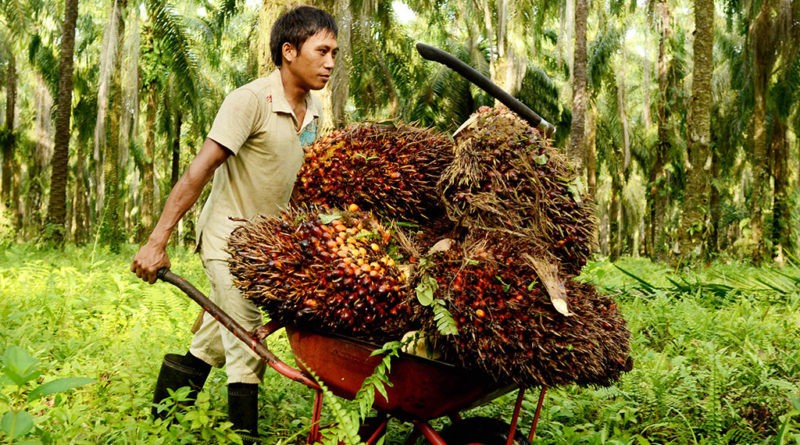 Petani sawit.(ilustrasi/int)