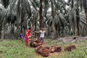 Ilustrasi Perkebunan sawit terus didorong realisasi PSR (foto/int)
