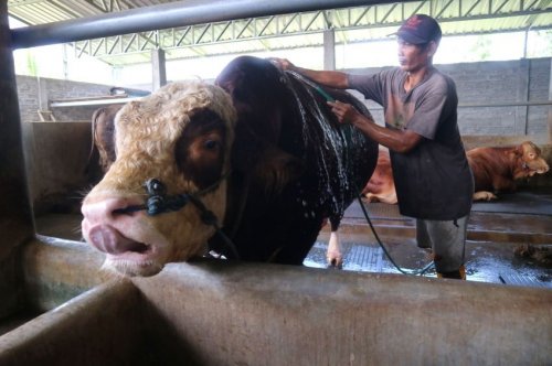 Belasan sapi kurban di Riau diusulkan jadi sapi kurban sumbangan Presiden Prabowo.(ilustrasi/int)