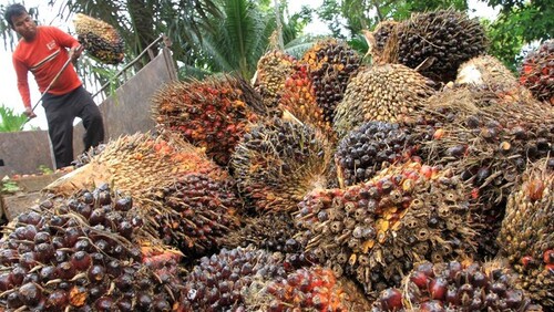 Ilustrasi sawit. (Foto: int)