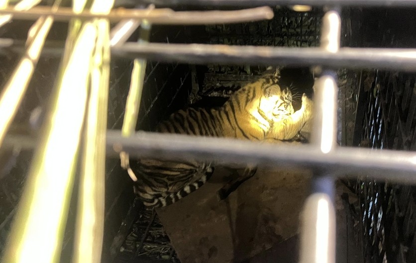 Anak harimau Sumatera terjebak perangkap warga di Teluk Meranti (foto/Andy)