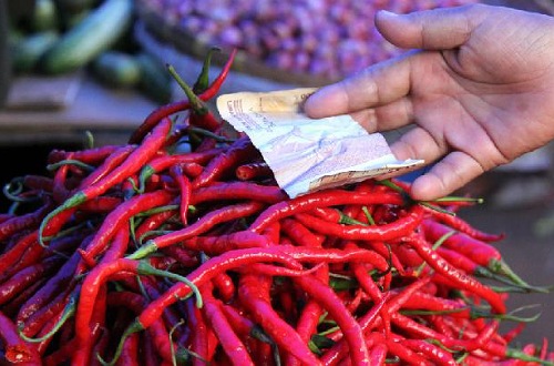 Harga cabai di Riau mulai turun.(ilustrasi/int)