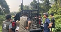 BBKSDA Riau pasang perangkap untuk beruang yang masuk pemukiman di Kuntu, Kampar.(foto: mcr)