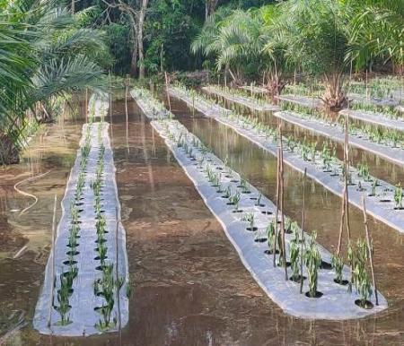 Perkebunan cabai milik warga terutama masyarakat yang tergabung dalam Kelompok Tani (Poktan) Keluarga Peru. 