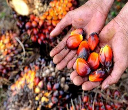 Harga TBS sawit mitra swadaya di Riau tembus Rp3.160 per Kg (foto/int)