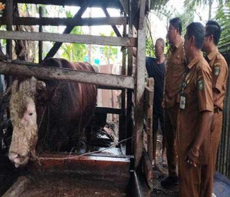 Jhon, sapi kurban Presiden Prabowo di Dumai.(foto: tribunpekanbaru.com)
