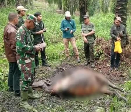 Sapi warga Dayun, Siak dimangsa harimau sumatera.(foto: tribunpekanbaru.com)
