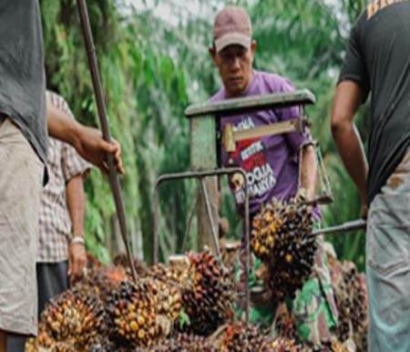Harga TBS kelapa sawit mitra plasma capai Rp3.686 per Kg (foto/int)