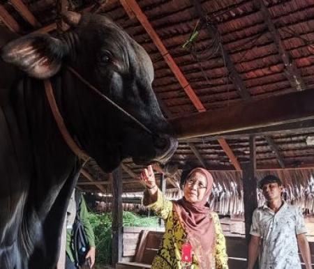 Berbobot 1.000 Kg, sapi Brangus milik peternak Inhil masuk radar bantuan Presiden (foto/int)