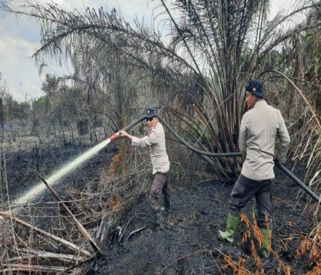 Ilustrasi Karhutla masih mengancam Riau di musim kemarau (foto/int)