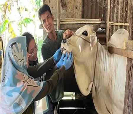 Jelang Iduladha, sapi kurban di Pekanbaru diberi tanda khusus usai pemeriksaan (foto/tribunpku)