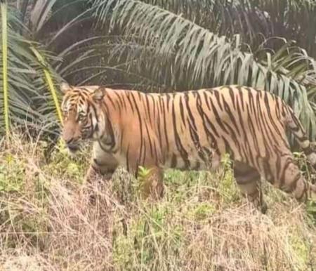 Warga menjadi korban serangan harimau di TN Bukit Tiga Puluh (foto/int)
 