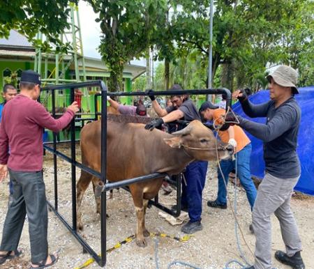 Suasana penyembelihan dan distribusi daging kurban di Riau Kompleks PT RAPP (foto/ist)