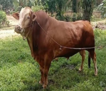 Dua sapi asal Rohul terpilih jadi hewan kurban Presiden Prabowo di Iduladha 2025 (foto/int)