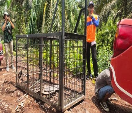 Box trap BBKSDA Riau.(ilustrasi/int)