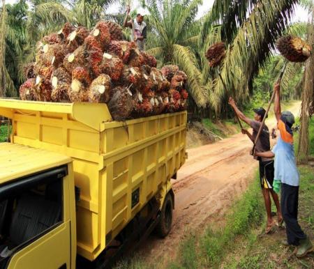 Riau plantation office realeases new palm oil fresh fruit bunch prices, now at IDR 3,278 per Kg (photo/int)