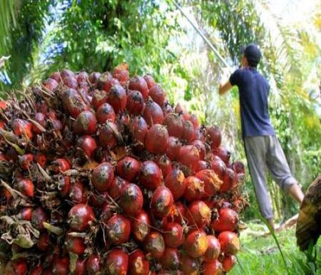 Ilustrasi sawit. (Foto: int)