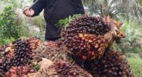 Ilustrasi harga sawit Riau tembus Rp3.696 per kilogram (foto/int)