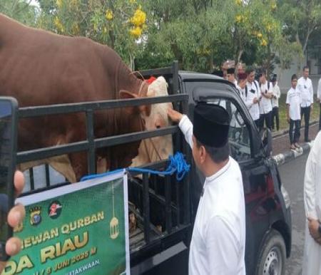 Polda Riau menyalurkan total 151 sapi dan 48 kambing kurban ke masjid dan pesantren. (Foto: Media Center Riau)