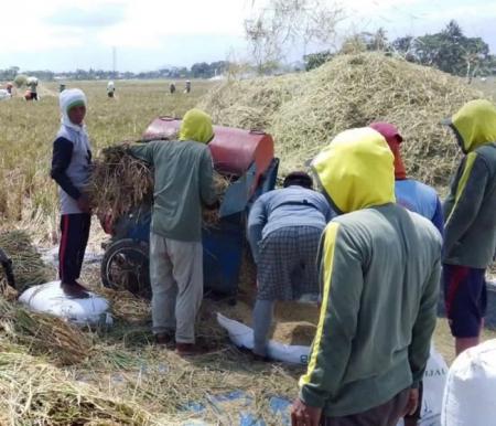 Petani di Desa Gentasari, Kecamatan Kroya, Kabupaten Cilacap, Jawa Tengah, Selasa (24/3/2026), menyiapkan gabah yang akan diserap oleh Bulog Banyumas. 