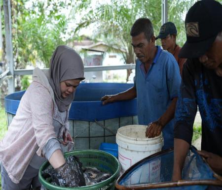 Kelompok Nelayan Binaan CSR Pertamina Patra Niaga Kilang Dumai panen ikan nila salin (foto/int)