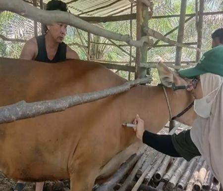 PMK merebak di Riau awal 2026, ratusan ternak terjangkit (foto/int)