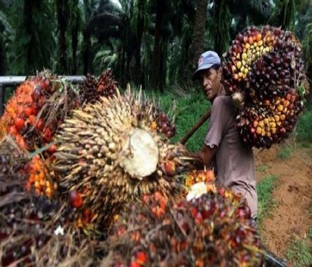 Harga TBS Sawit di Riau pekan ini kembali naik.(ilustrasi/int)