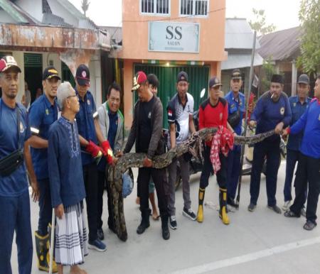 Ular piton raksasa ditangkap usai telan kucing di Tembilahan, Inhil (foto/int)