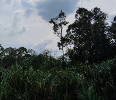 Cerita tentang perjuangan ranger hutan di Teluk Meranti dalam menjaga komunikasi dengan keluarga. (Foto: Andy Indrayanto)