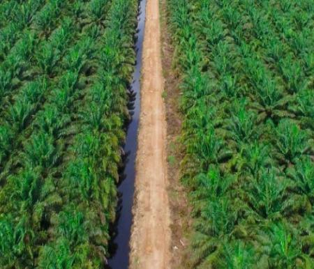 Rencana penerapan pajak air permukaan untuk perusahaan sawit di Riau.(ilustrasi/int)