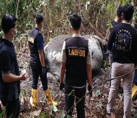 Polisi periksa 33 saksi terkait gajah Sumatra mati di Pelalawan (foto/ist)