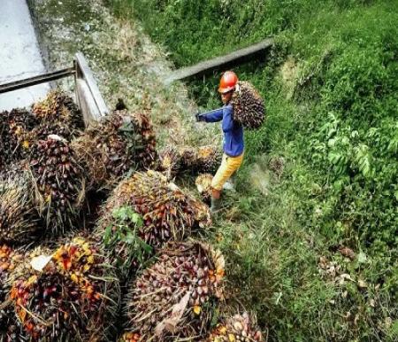 Harga sawit plasma Riau turun.(ilustrasi/int)