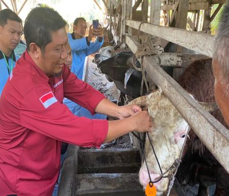 Kadis Ketahanan Pangan Dumai, Mukhlis saat melakukan pemeriksaan kesehatan hewan kurban (foto/bambang)