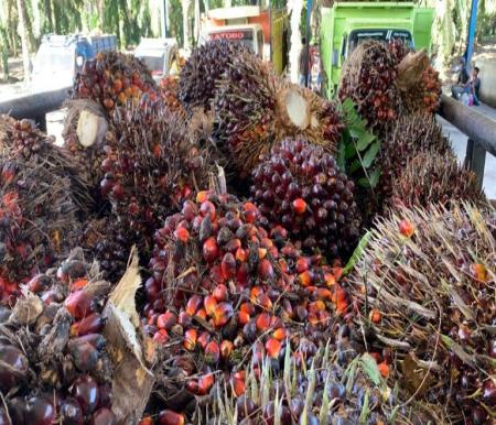 Harga TBS kelapa sawit mitra swadaya di Riau sentuh Rp3.226 per kilogram (foto/yuni)