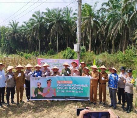 PT SLS berhasil menggelar panen perdana jagung. (Foto: Andy Indrayanto)
