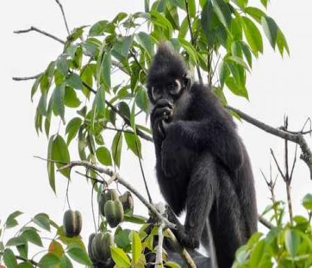 Lutung Kokah yang merupakan satwa endemik Riau. (Foto: Dokumentasi Rimba Satwa Foundation/RSF)