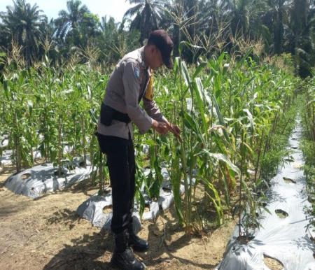 Personel Polsek Simpang Kanan pantau program ketahanan pangan di Kelurahan Simpang Kanan (foto/afrizal)