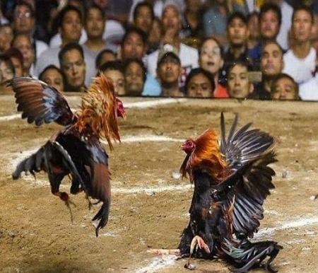 Arena sabung ayam.(ilustrasi/int)