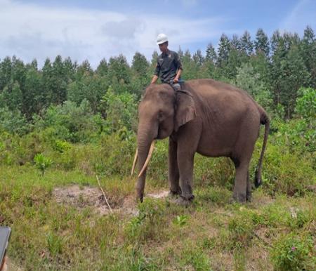 Mahout bersama gajah sedang menyebrangi anak sungai di UKG Estate Ukui, Kabupaten Pelalawan (foto/riki)